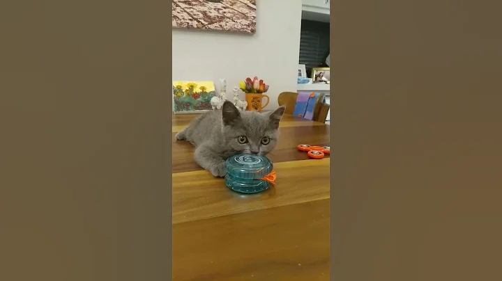 Video 11806821: cats kitten cutecat catlovers, kitten catlover cutecat baby, kitten catlover funny cutecat, cats catlover kitten cute