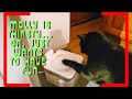Rechargeable Cat Water Fountain – Whisper-Quiet, Automatic, and Easy to Clean! #ad