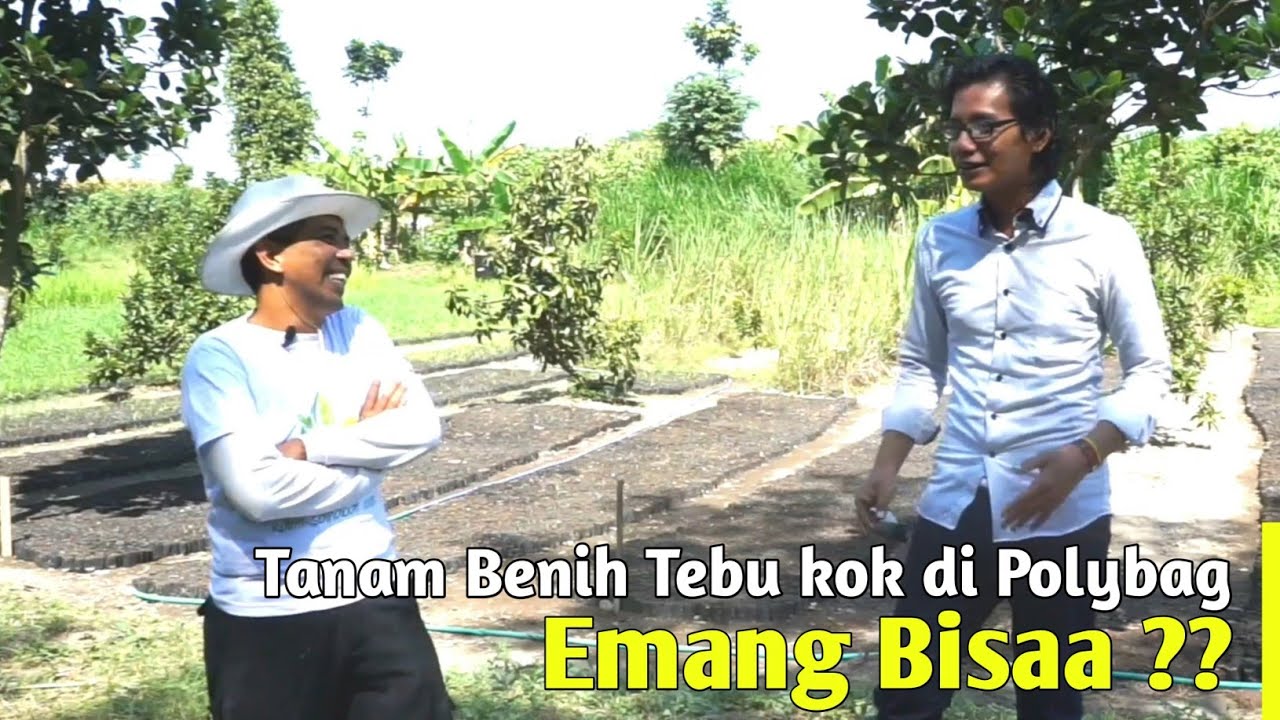 Tebu dalam Polybag sampai Luar Pulau