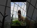 Amazing facts about dinosaur 🦖🦕#upload #jurassicworld #jurassicpark #viral #viralvideo #ytshorts