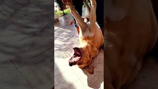 MY CUT SHINBA 😂MSTI FULL 😂#dog #animals #dog #youtubeshorts #youtuber #youtube #youtubechannel #sh