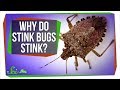 Why do stink bugs stink