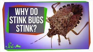 Why Do Stink Bugs Stink?