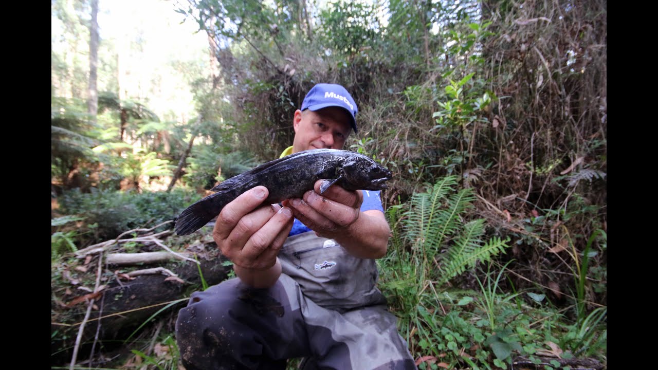 Trout and Blackfish in the Yarra Valley YouTube