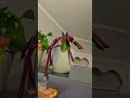 H3LP Cosmo  the plant! WHAT IS WRONG??