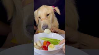 ❤️🤯 Cutest Dog In The World Eating His Debut Plan #asmr #goldenretriever #viral
