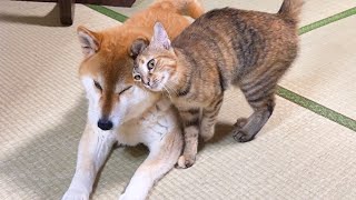 子ども猫の甘え方に飼い主に助けを求める柴犬コンビ