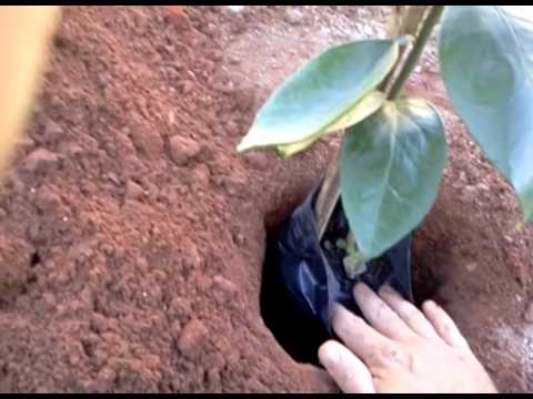 COMO PLANTAR PE DE LARANJA DANDO FRUTAS MAIS RÁPIDO.