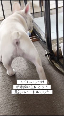 【トイレのしつけ】新米飼い主にとって最初のハードルでした