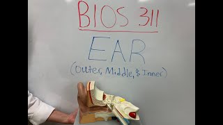 Human Ear Model Anatomy