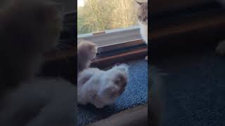 Playful Kittens Climb Up the Window Screen