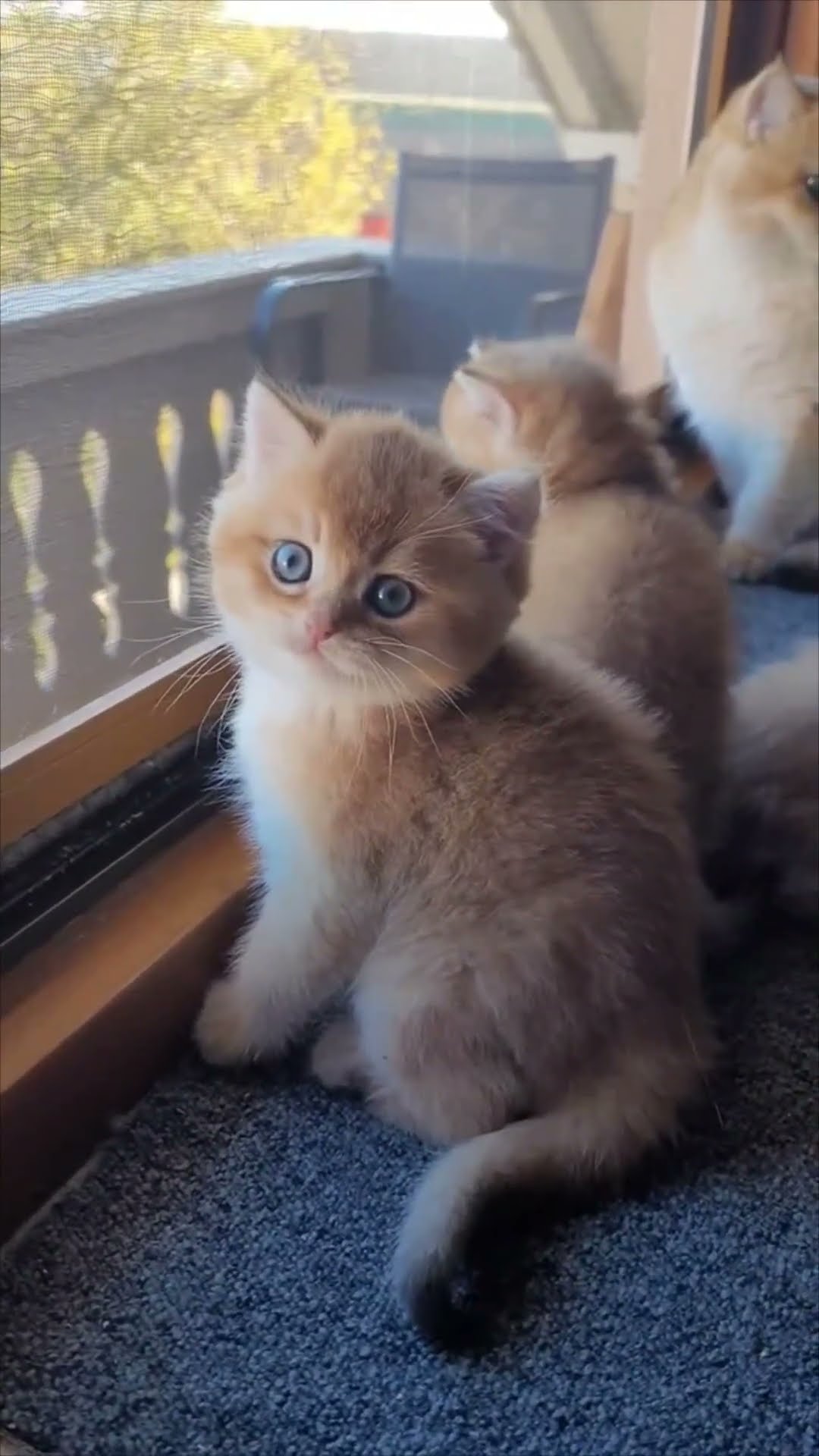 Playful Kittens Climb Up the Window Screen