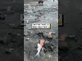Where did all these dead fish come from? 🐟😵🐻                        🎥: TikTok / cooperlost