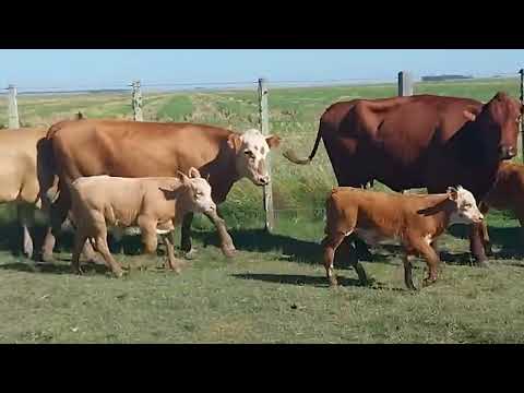 LOTE 15 - 06 VACAS BRANGUS E BRAFORD COM CRIA (04M E 02F AO PÉ)