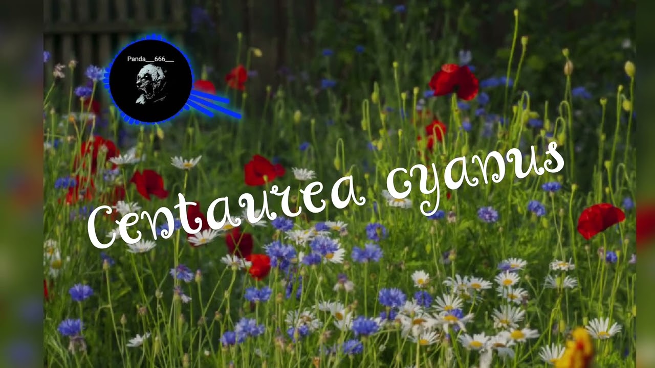 Centaurea Cyanus (single)