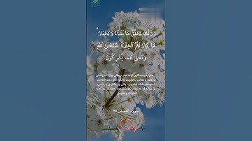 أجمل حالات واتس اب دينية🩷||قرآن كريم💚||{وربك يخلق ما يشاء ويختار}♡||حياة القلوب🤍🕊