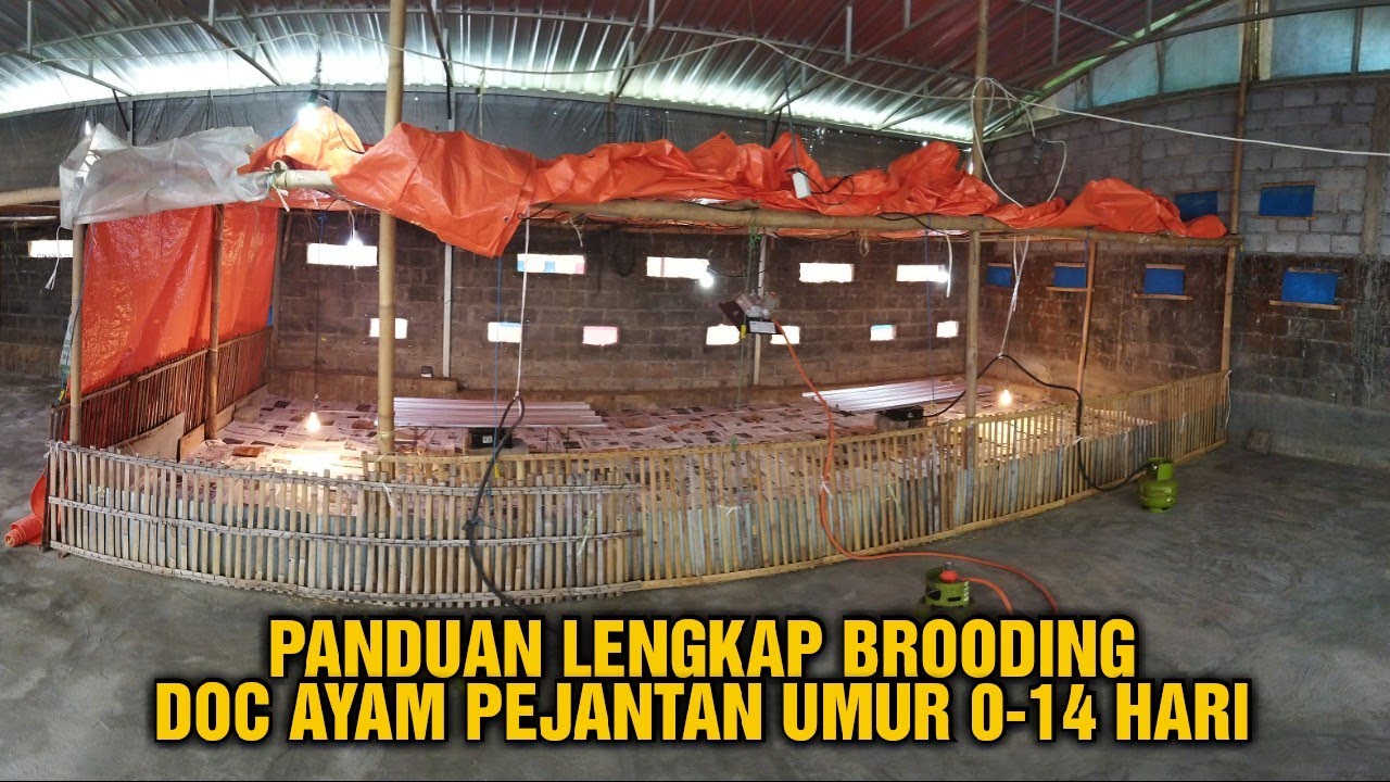 PANDUAN LENGKAP BROODING DOC AYAM PEJANTAN