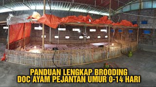 PANDUAN LENGKAP BROODING DOC AYAM PEJANTAN
