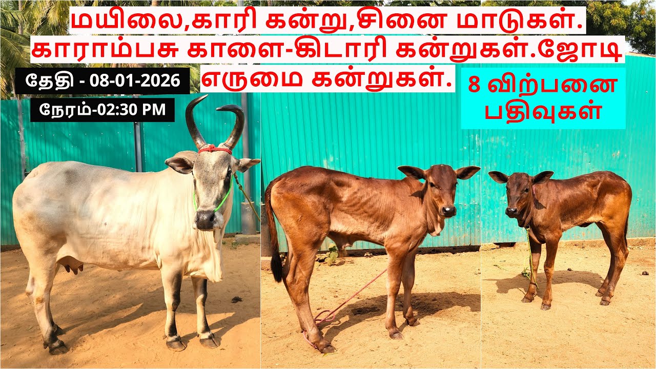 8-விற்பனை பதிவுகள்.மயிலை,காரி கன்று,சினை மாடுகள்.காராம்பசு காளை-கிடாரி கன்றுகள்.ஜோடி எருமை கன்றுகள்.