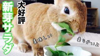新芽で作ったごちゃ混ぜサラダがうさぎに大好評 #390