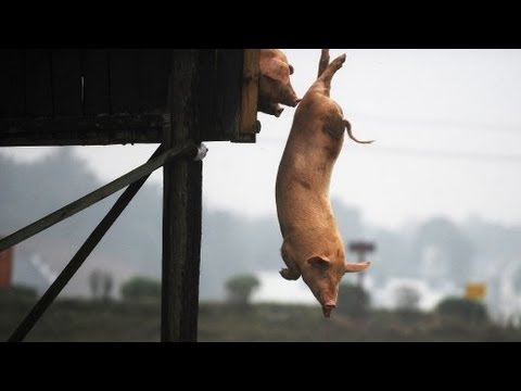 Wenn Schweine baden gehen: Badetag im Schweineland 🐷❤