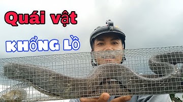 Bẫy Rắn Khu Đồng Nhà Lộ Diện Quái Vật Khổng Lồ snake king cobra | Cần gò Công