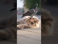 Иди отсюда #cat #cats