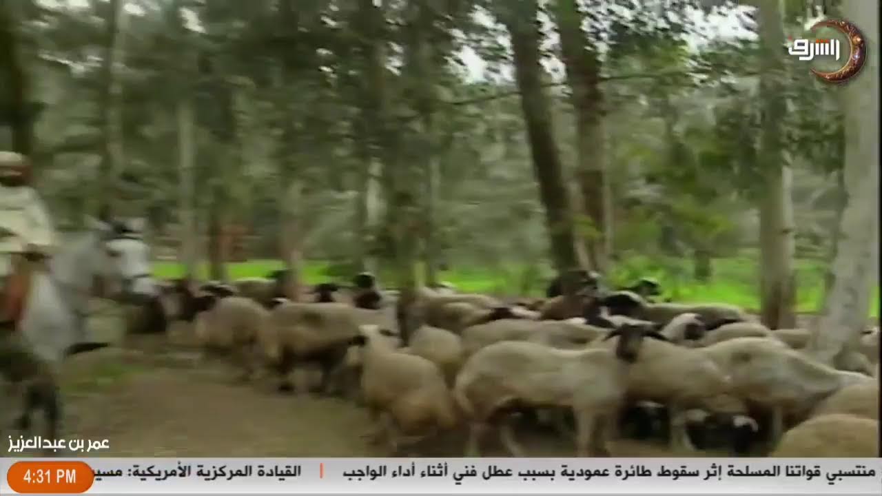 أسئلتكم واستفساراتكم الفقهية يجيب عنها الشيخ عصام تليمة في حلقة اليوم من برنامج اسلامنا الجميل