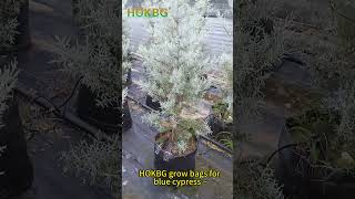 HOKBG grow bags for blue cypress ~