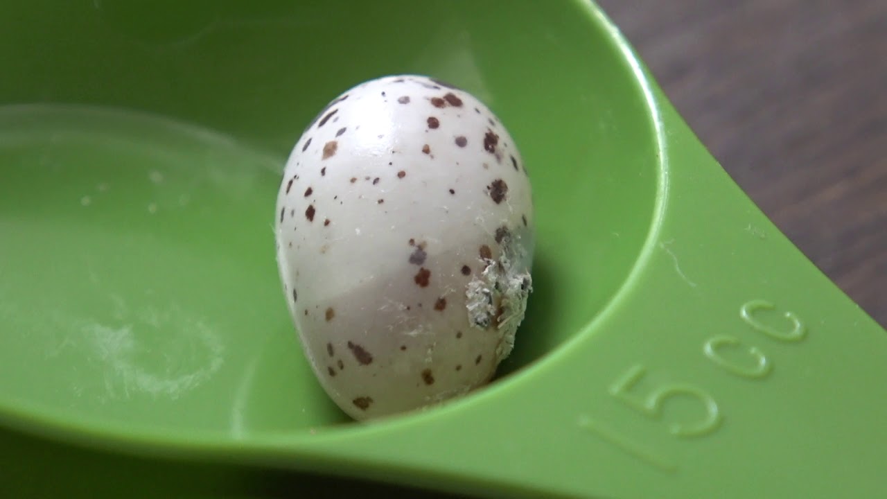 ツバメの卵の大きさは 卵の殻 鹿児島のkei