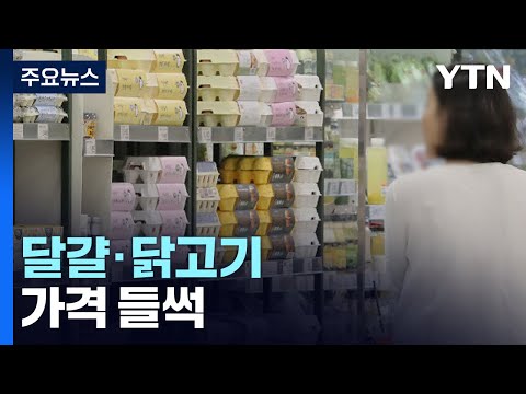   AI 확산에 달걀 닭고기 가격 들썩 수급 안정적 YTN