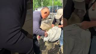 Unveiling The Black Swan Seedlings Aquacultures Eco-Wonder