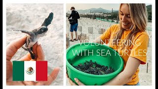 TRAVEL DIARY: VOLUNTEERING WITH SEE TURTLES (COLOLA, MEXICO)