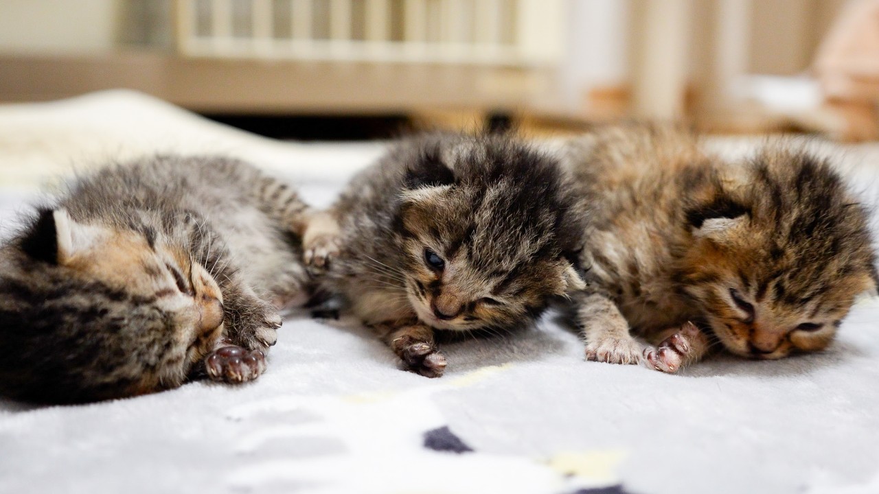 Спасенный котенок в возрасте 14 дней весит столько же, сколько и котенок в возрасте 1 дня