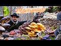 Im Paradies der Winterpilze 🤩 Die besten Speisepilze & schönsten Pilzarten der kalten Jahreszeit🍁