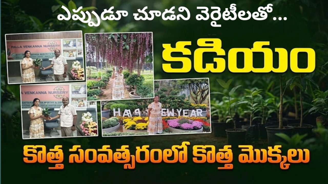 పల్లా వెంకన్న నర్సరీలో ఈసారి కొత్త వెరైటీ మొక్కలు👌|బాటిల్లో సింహాచలం సంపెంగ ఎప్పుడన్నా చూసారా😳