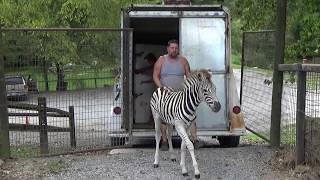 Sweet Zebra Siblings Arrive at the Smoky Mountain Deer Farm in Sevierville, TN