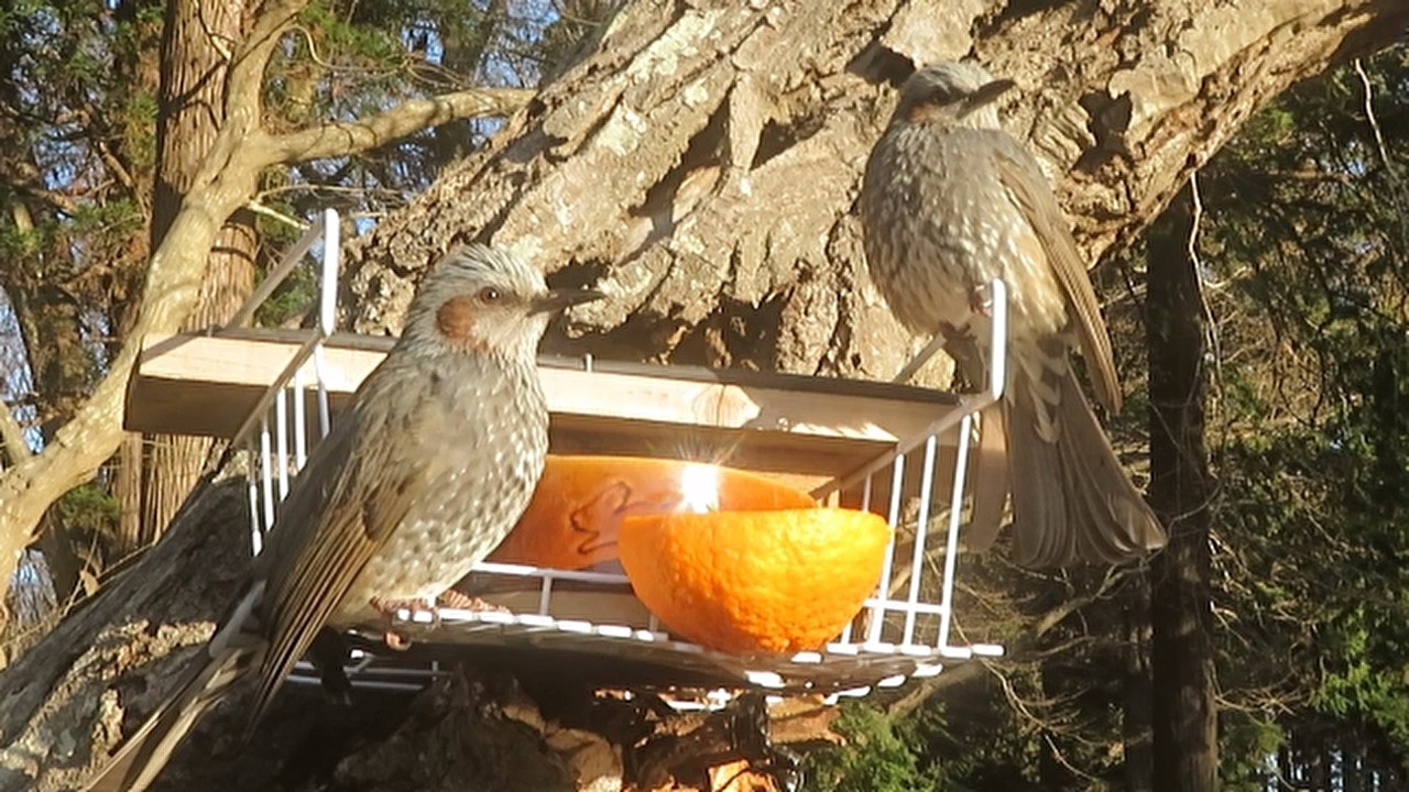 ☆ ヒヨドリスキ　さま　専用　☆ 野鳥観察】餌台にやってくる『ヒヨドリ』④(鳴き声入り) - YouTube
