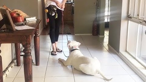 How to Teach the Down Command Using the Prong Collar