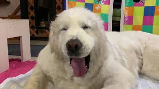 ルンルン1日で泥だらけに！ Great Pyrenees グレートピレニーズ