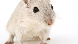 Cara Mengusir Tikus Paling Ampuh, Suara Kucing + Suara Jangkrik | How to Get Rid of Mice