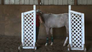 Betty - training 'In hand trail'  -  with gate
