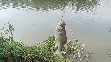 Vừa xuống bãi, đã có cá mè vinh, rô đồng to mập .