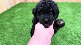 Group 1 - Playtime Winnie x Poe by Cane Creek Goldendoodles 127 views 2 months ago 2 minutes, 55 seconds