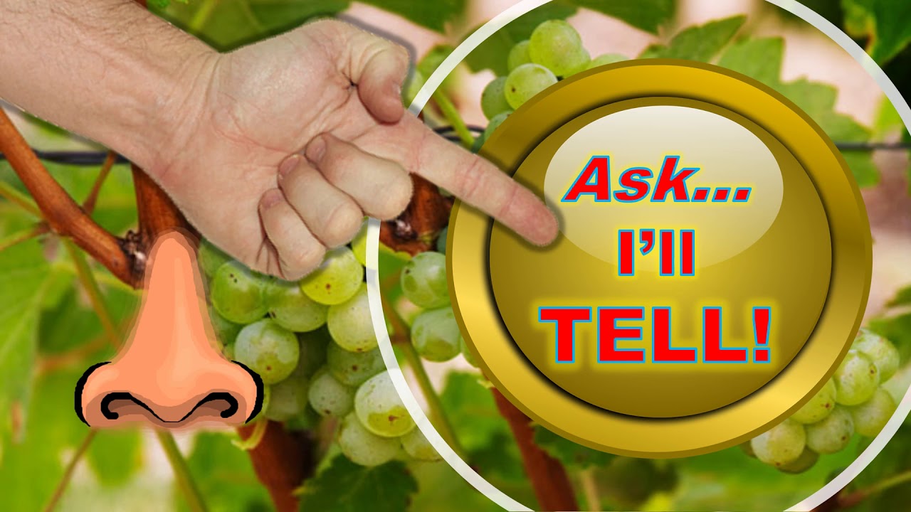 ⁣WineDrop Sauvignon Blanc for Chile!