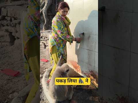 आपको ही देंगे 🦍 जी #shorts #langurmonkey
