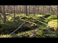 Hel (Bór) - Stare okopy cz.2