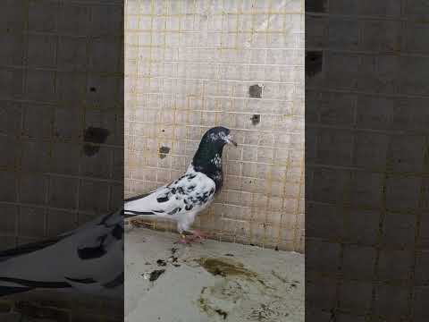 انثى تيديه ١٢٨ من الحلال ماشاء الله مديار الأستاذ علي شعبان