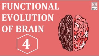 Functional Evolution of Brain - 4 The Forebrain [ZOOSQUARE]