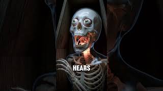 #facts #skeleton #animation #foryou #dead#rek #fyp